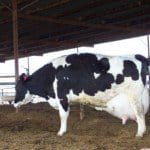 dairycow