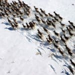 Kareshpronghorn3