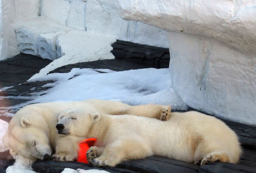 The Polar Bear is Still One Oil Spill Away From Disaster