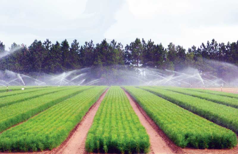 ArborGen Renews Agreement with Scion, Advances Biomaterials Development, Forest Productivity