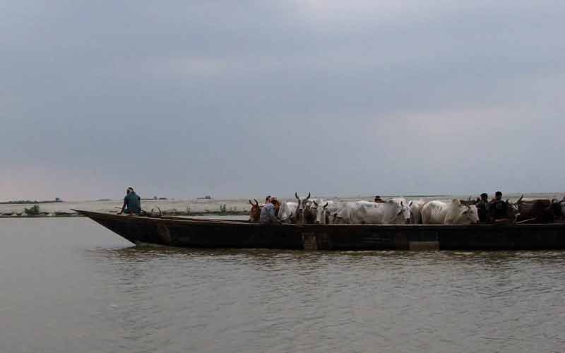 bangladeshi cattle smugglers riverine border area dhubri district.