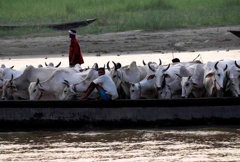 bangladeshi smugglers take cattle to bangladesh on boats india bangladesh riverine border.