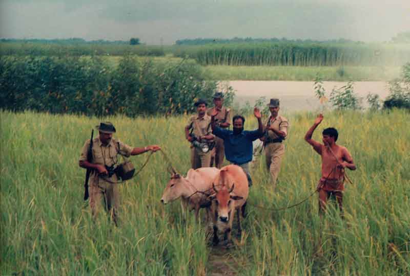 bsfi soldiers with two cattle smugglers and cattle.
