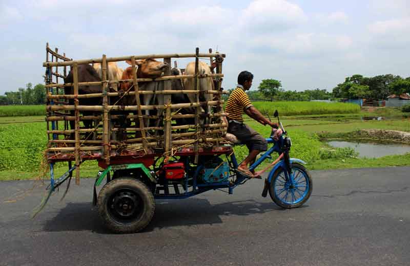 cattle cage cart going to market.
