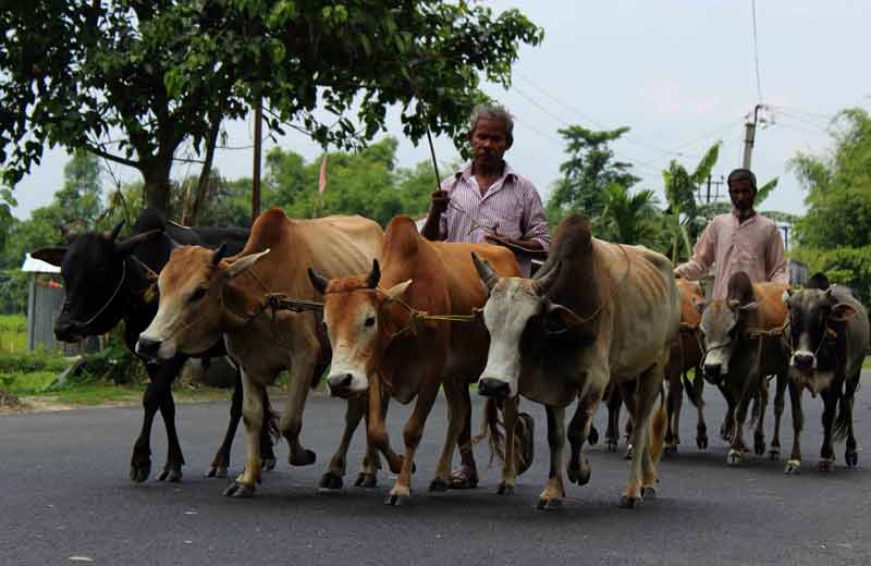 cattle drivers.