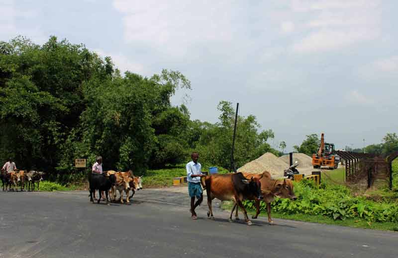 cattle near international border.