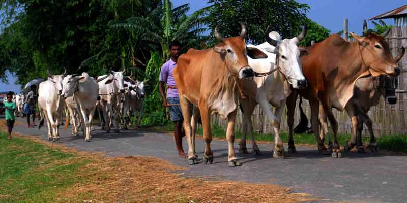 cattle taken to bangladesh.
