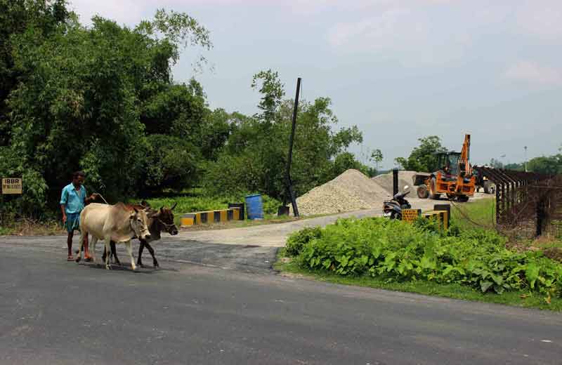 driving cattle at the international border.