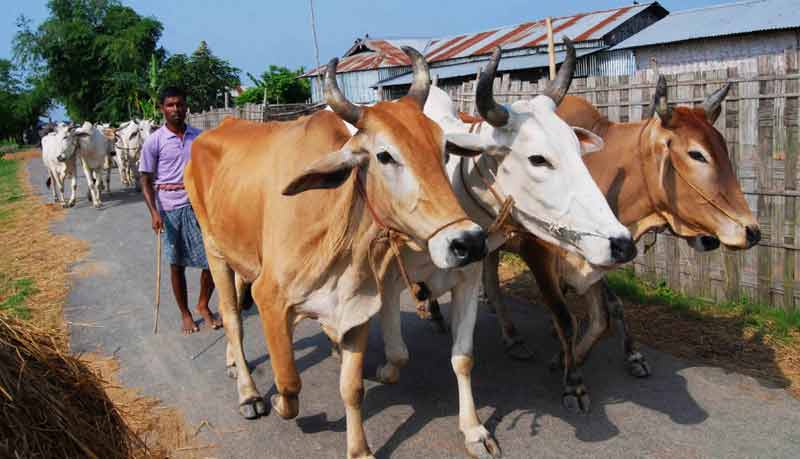 Cattle Chaos – Smuggling Through Famous Cattle Corridor