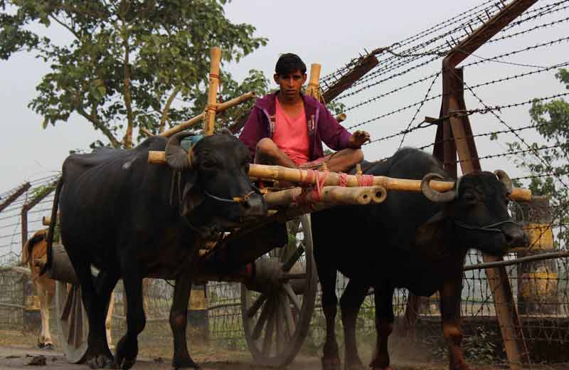 farmer brings his cattle home.
