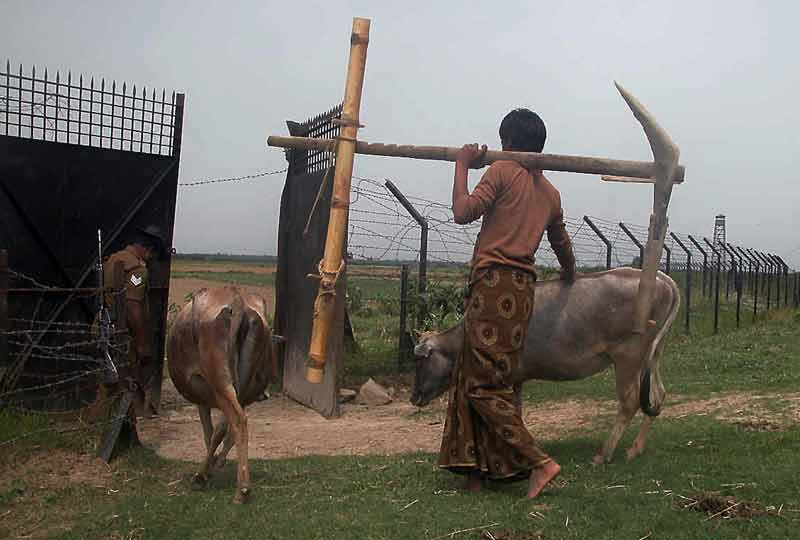 farmer takes his cattle through border gate past soldier.