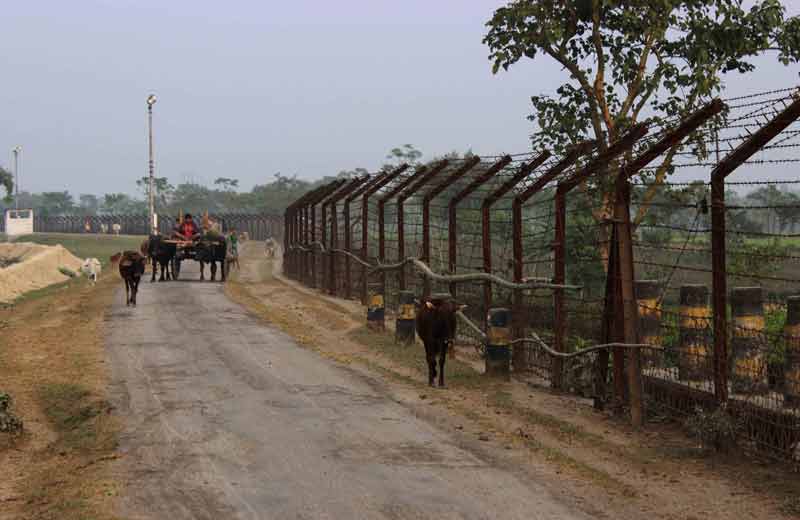farmers bring cattle home from paddy fields.