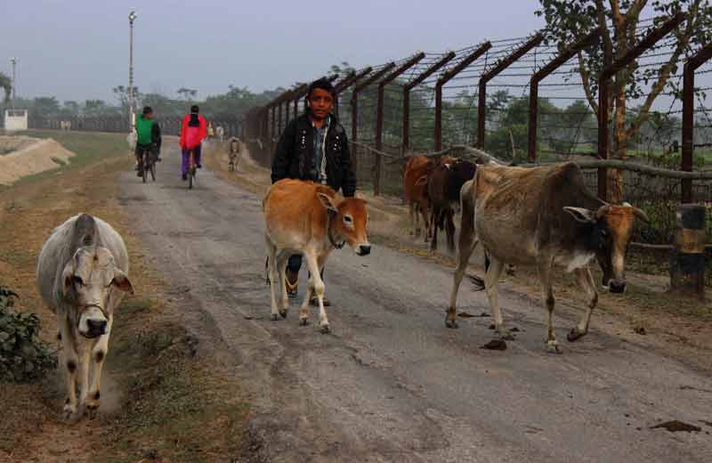 farmers return home from paddy fields.