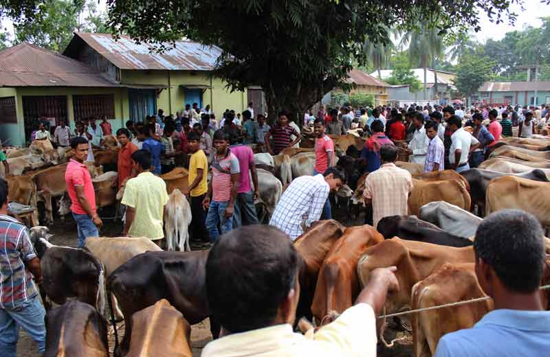 inspecting cattle at the market.