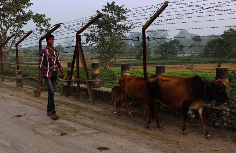 returning home with cattle.