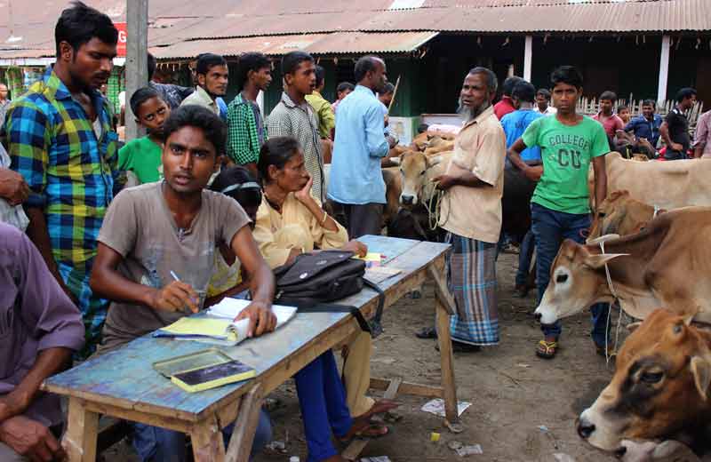 seller, buyers and cattle at the market.