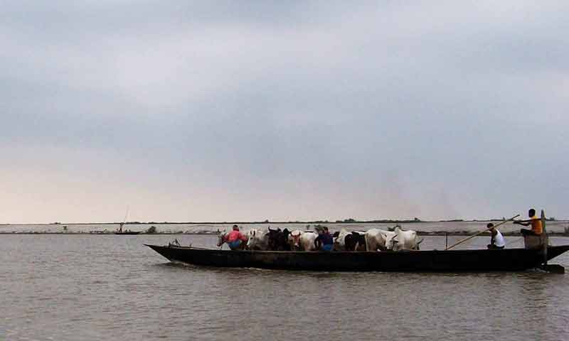 smugglers take cattle to bangladesh through india bangladesh riverine border area dhubri district.