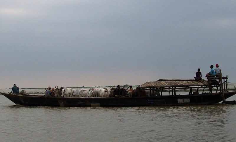 smugglers with cattle on boat at india bangladesh riverine border dhubri district.
