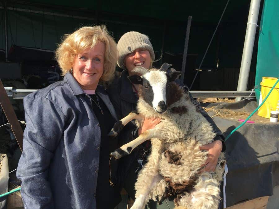 Jacob Sheep Bring The Nation of Israel Full Circle