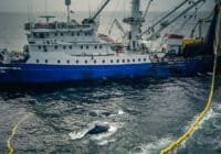 whale stuck in nets of purse seiner