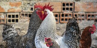Bird flu the next dangerous pandemic? Image by Enrique from Pixabay