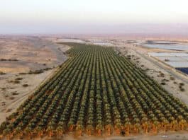 About Israel That Makes The World Uncomfortable Israel the land of the date tree: 80% increase in Majhol date cultivation plantation areas in the southern desert-Arava. Photo: Israeli Ministry of Agriculture.