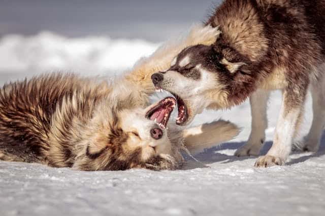 Why You Should Pursue a Dog Bite Lawsuit