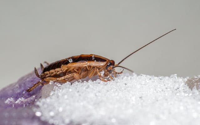Common Household Pests and How to Prevent Them