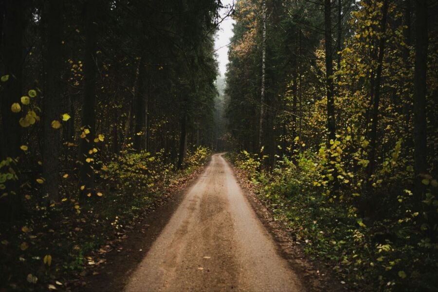 path in the middle of a forest