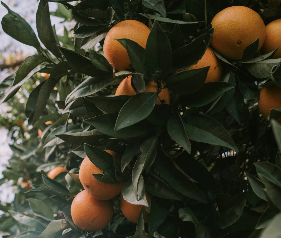 The World’s Most Precious Natural Perfume Ingredients
