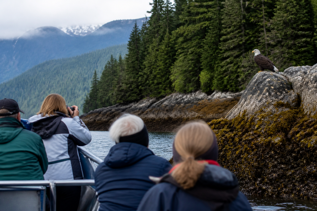 Is an icy strait bald eagle tour worth booking for one port day?