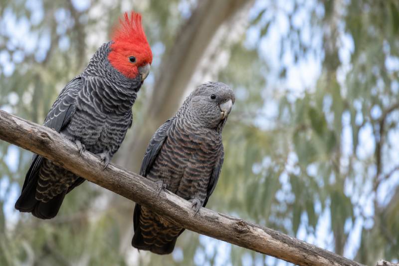 Male and female gang-gang cockatoos linked to wind farm decommissioning liability and bird-safety research