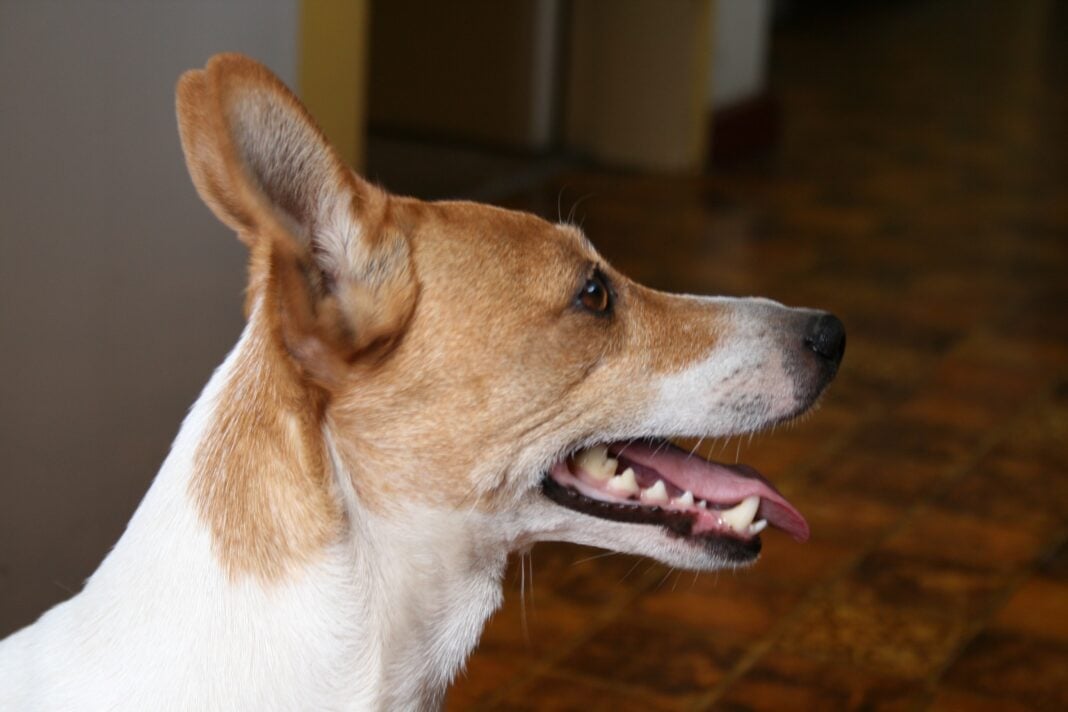 Best 3 Dental Chews for Dogs: Dinovite, Greenies, and Vibrac