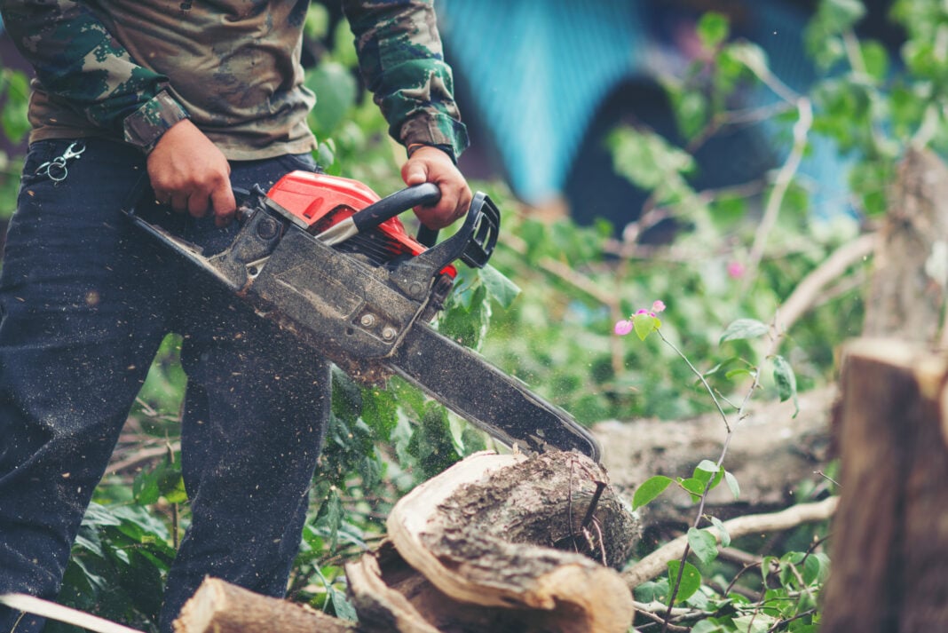 Skipping Winter Tree Care Is a Bigger Gamble Than You Think