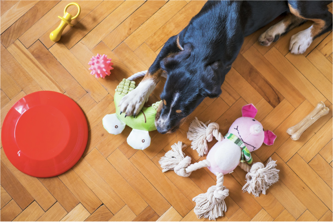 A dog with one time box, barkbox or bullymake